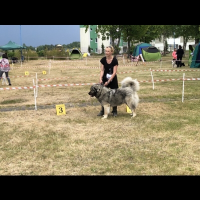 NDS USTKA'18 - VALKYRIA - NAJLEPSZA DOROSŁA SUKA, ZWYCIĘZCA RASY, CWC